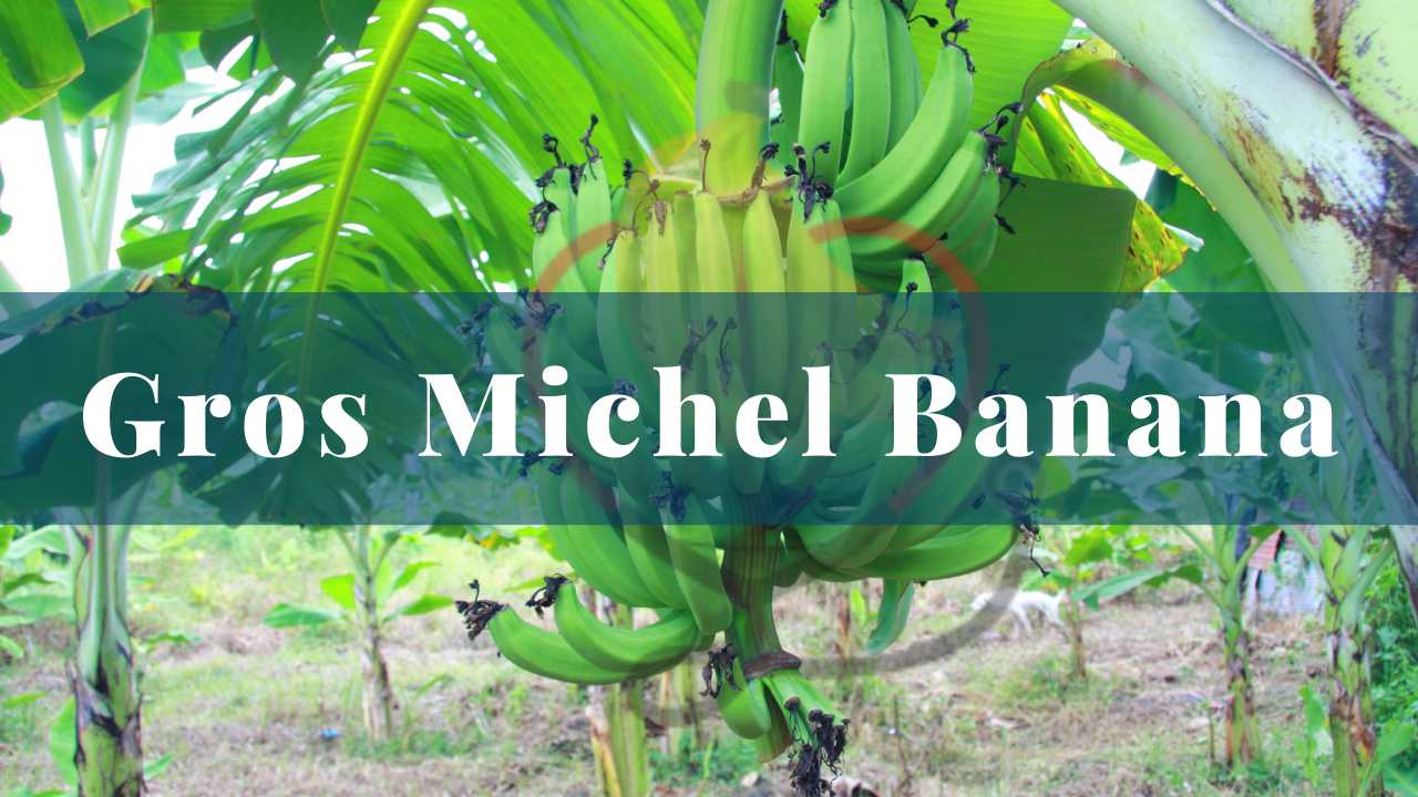 Image showing Gros michel banana type