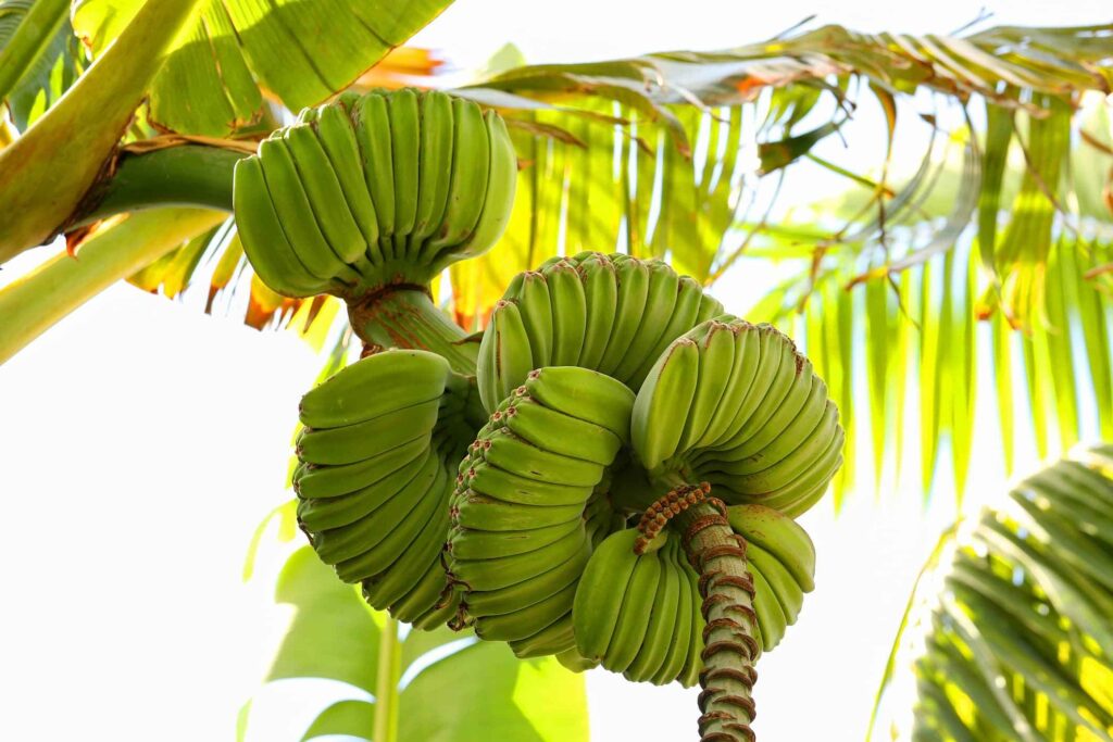 image showing praying hand banana type