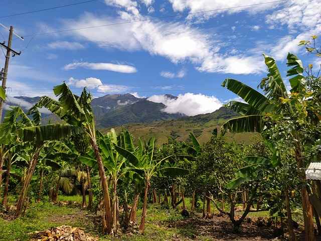 image showing banana farming and cultivation