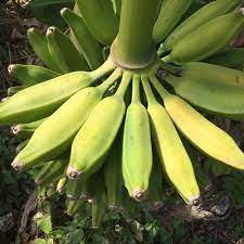 image showing burro banana type