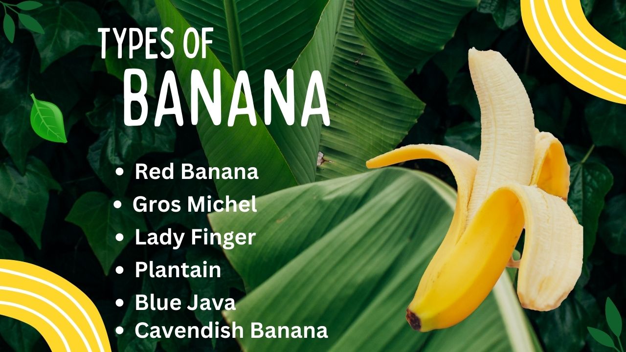 image for banana types