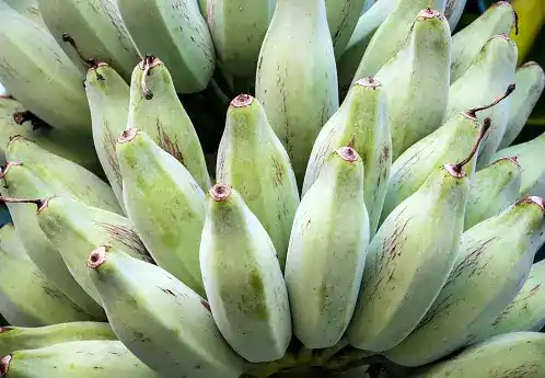 Image showing Bluggoe Banana