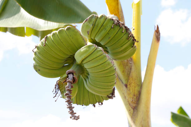 Image showing Praying Hands Bananas-Variety of Banana