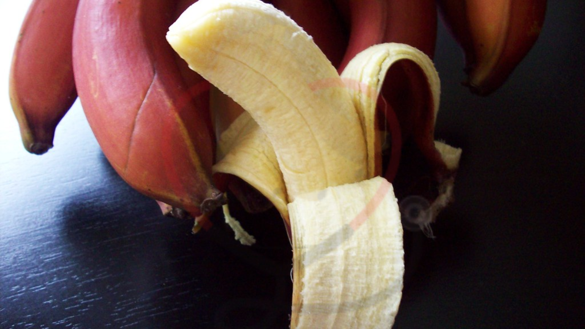 Image showing Dwarf Jamaican bananas