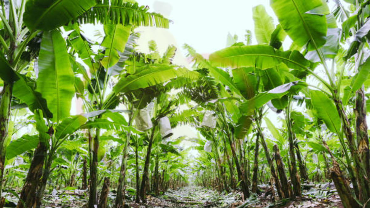 Image showing the Banana Tree