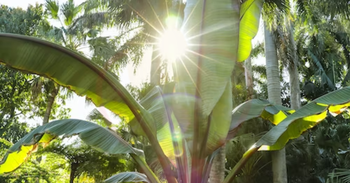 Image showing the Banana tree