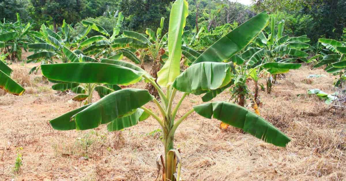 Image showing the Banana Tree Propagation