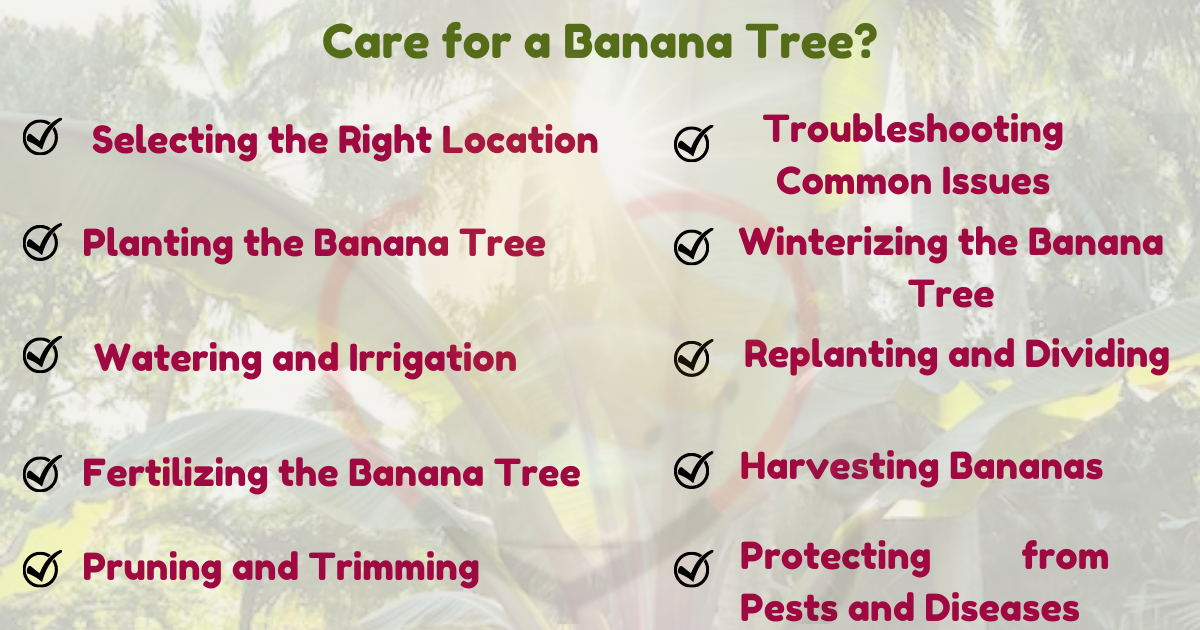 Image showing the Tips for a banana tree care