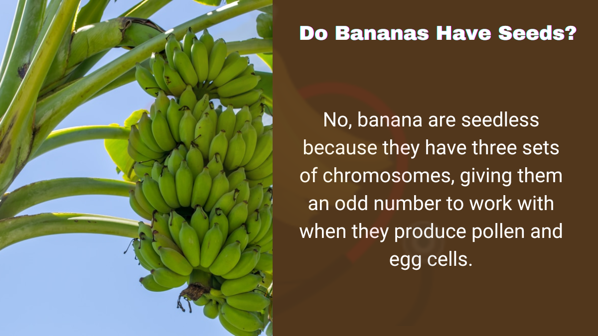 Image showing the Do Bananas Have Seeds?