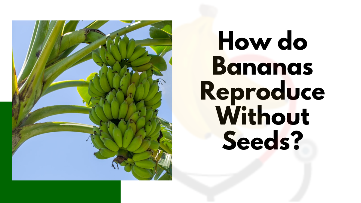 Image showing the How do Bananas Reproduce Without Seeds?