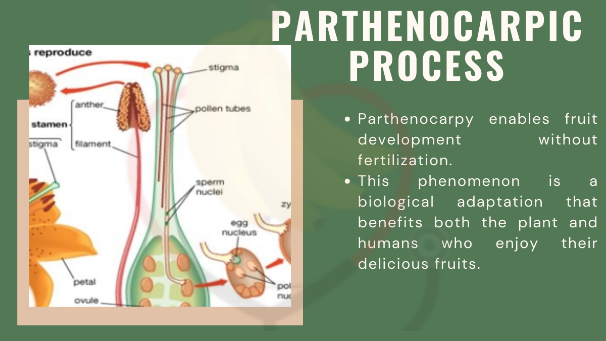 Image showing the Parthenocarpic Process in Banana