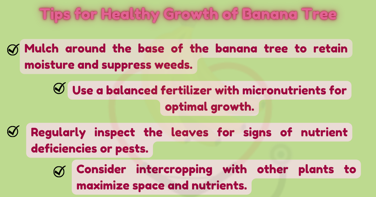 Image showing the Tips for Healthy Growth of banana tree