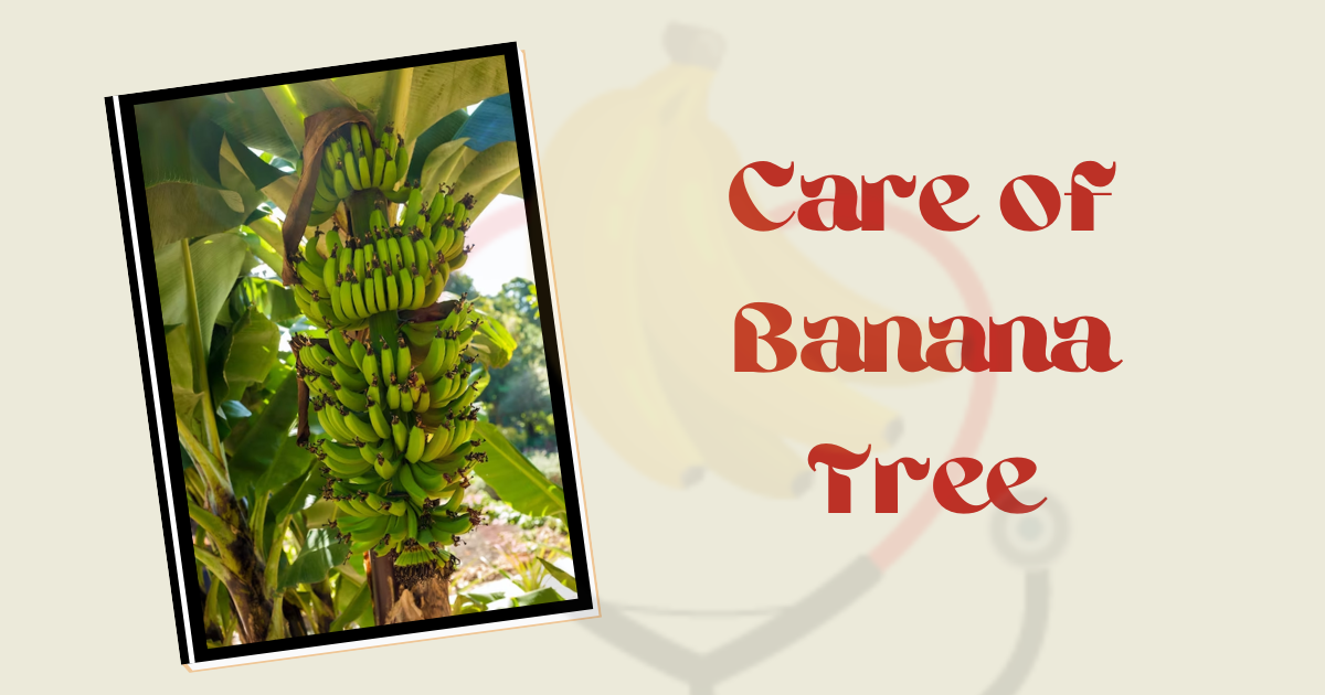 Image showing how to care for a banana tree