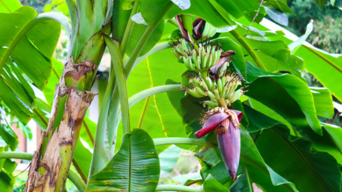 Image showing the Musa Acuminata