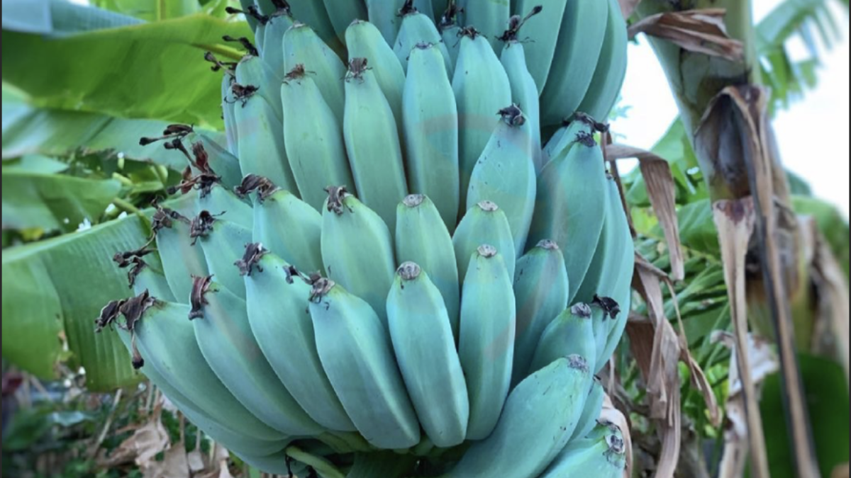 Image showing the blue java banana