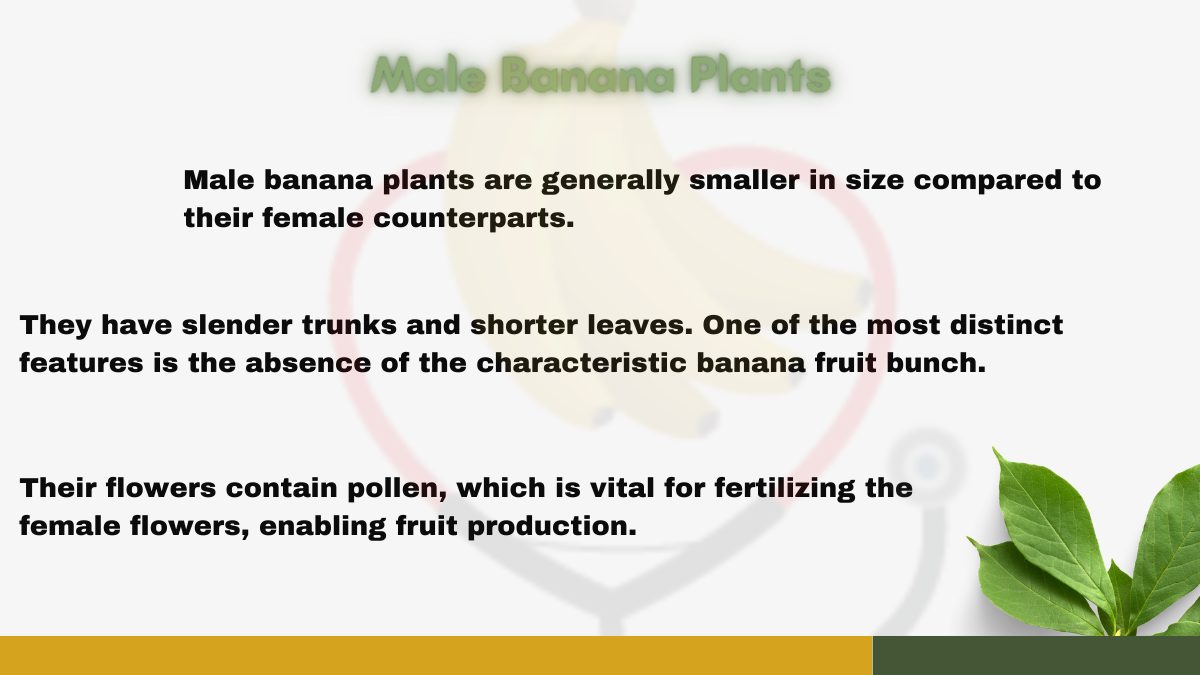 Image showing the Male Banana Plants