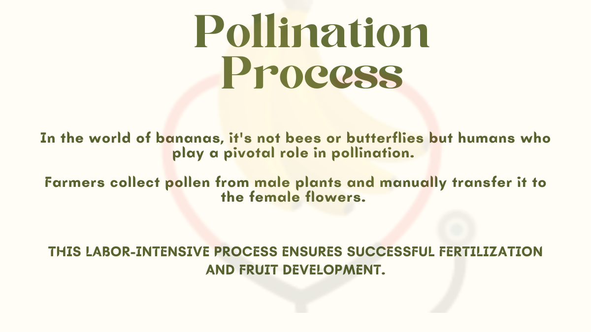 Image showing the Pollination Process in male and female banana plants