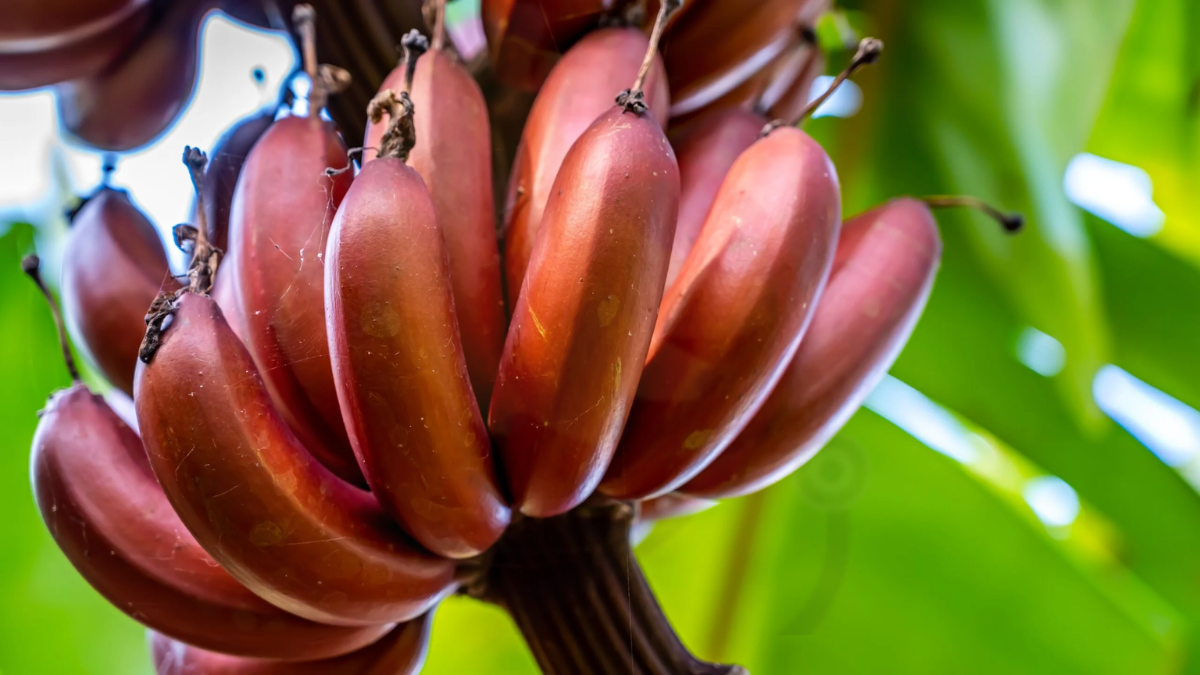 Image showing the Red Bananas