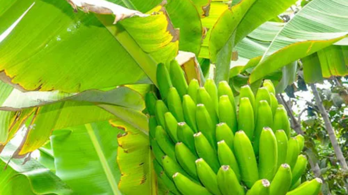 Image showing the banana plant