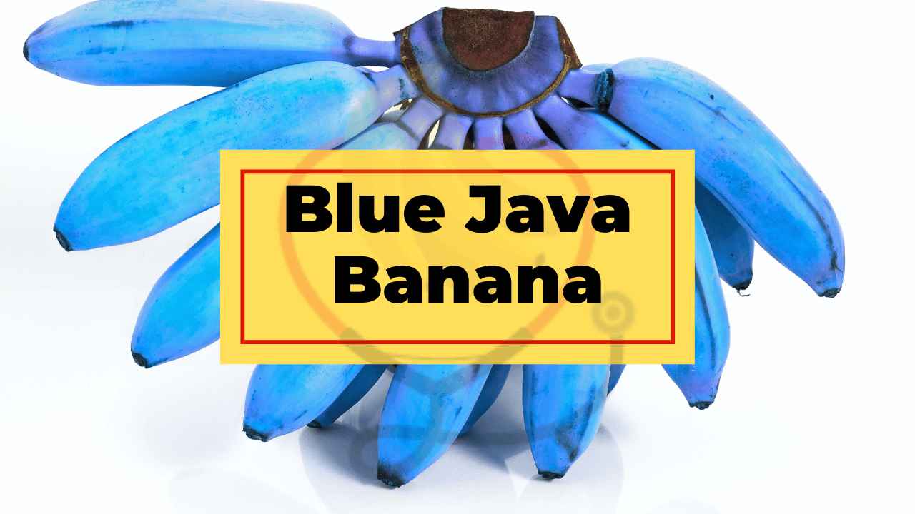The image showing blue java banana
