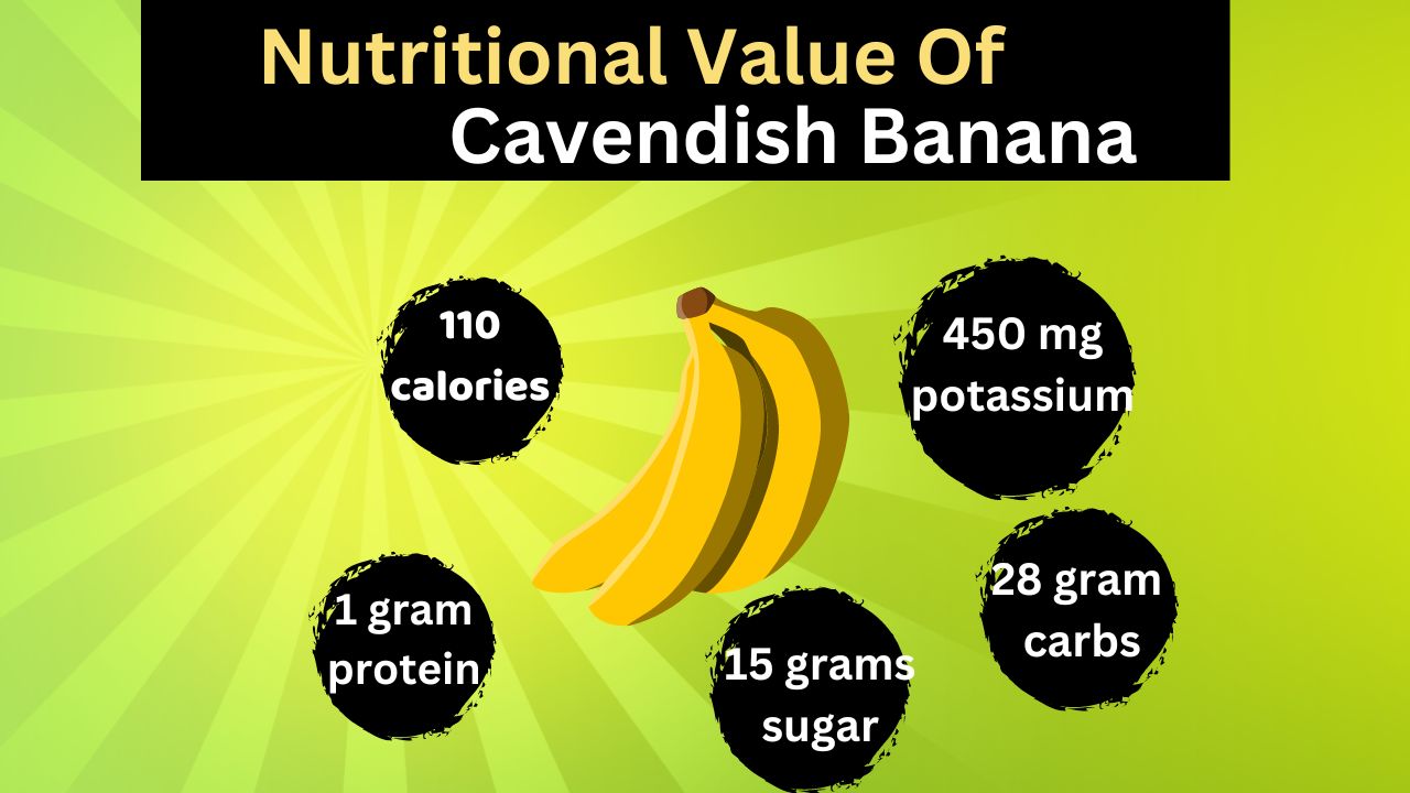 Cavendish Banana Origin, Nutrition & Amazing Benefits Banana Dose