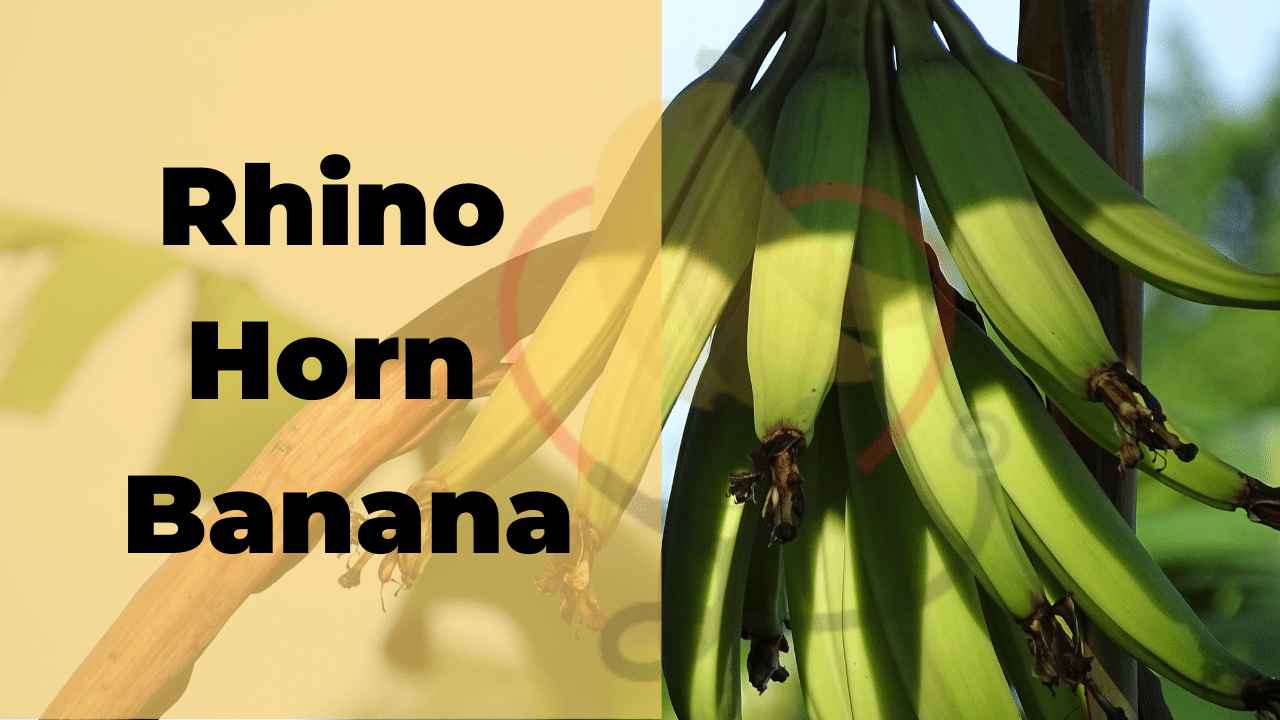 image showing rhino horn bananas