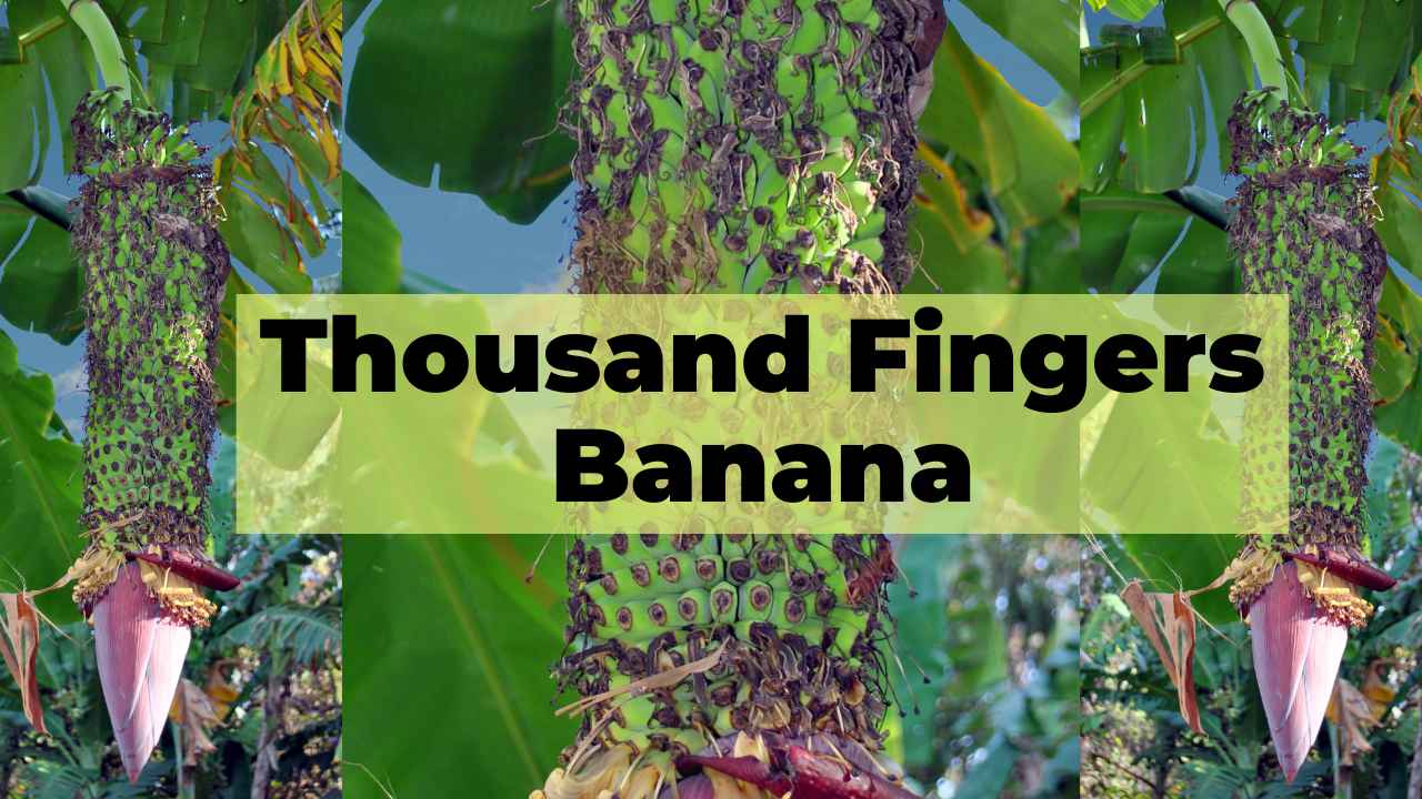 image showing thousand fingers banana