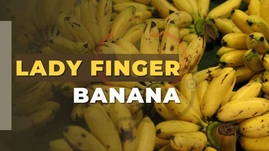 Lady Finger Banana Origin, Nutrition, & Amazing Benefits