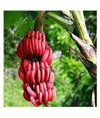 image showing red banana type