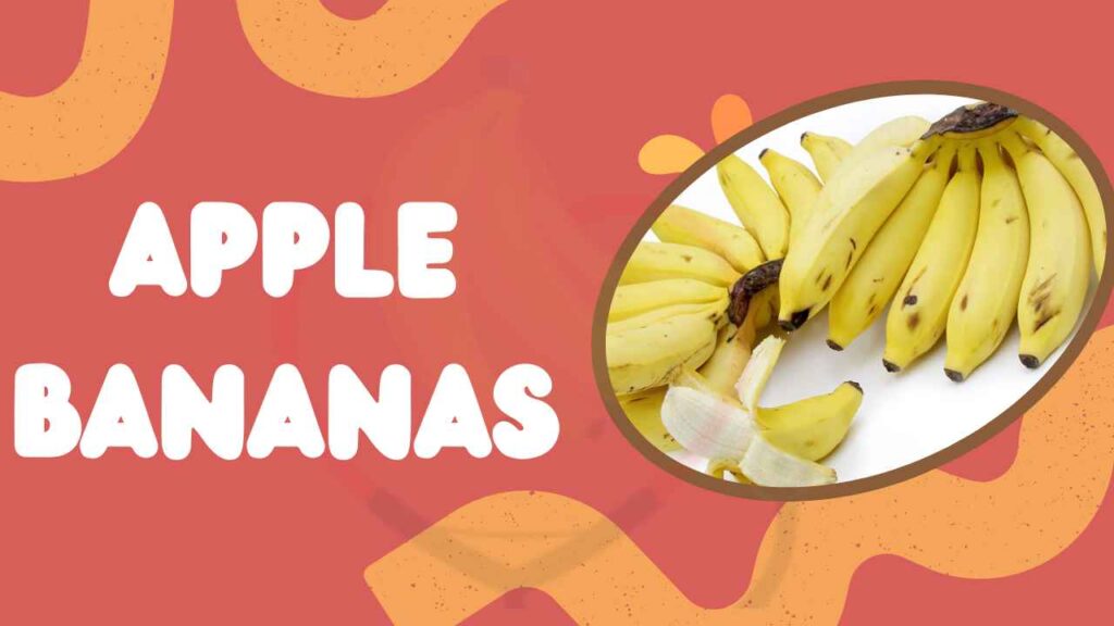 Apple Bananas Origin, Nutrition, & Amazing Benefits Banana Dose