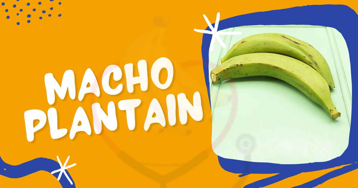 Image showing Macho Plantians banana