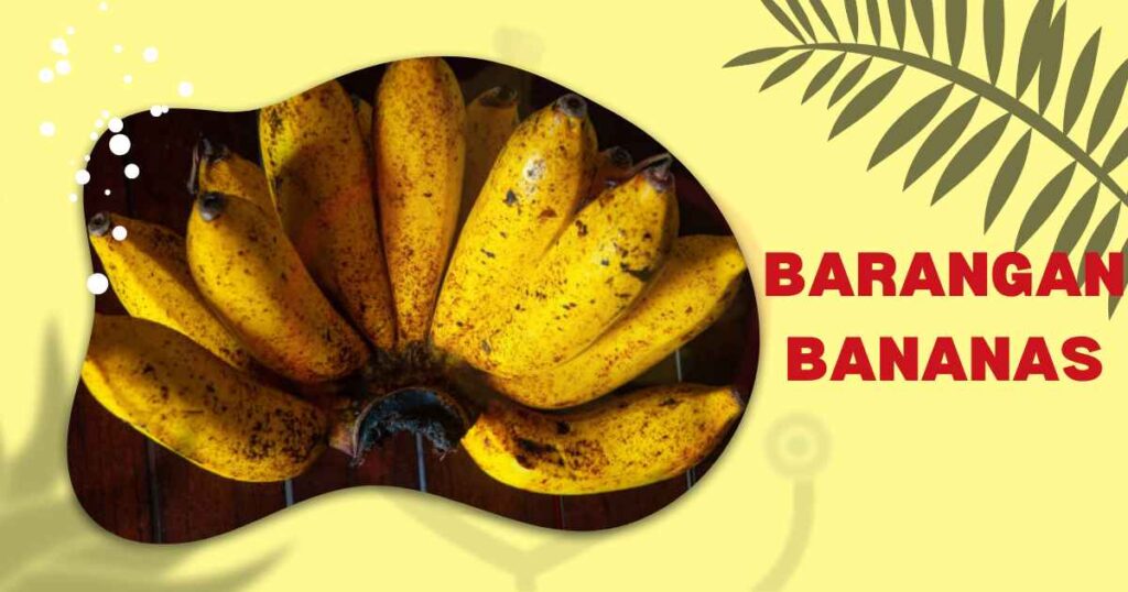 Barangan Bananas Origin, Characteristics, Nutrition & Health Benefits