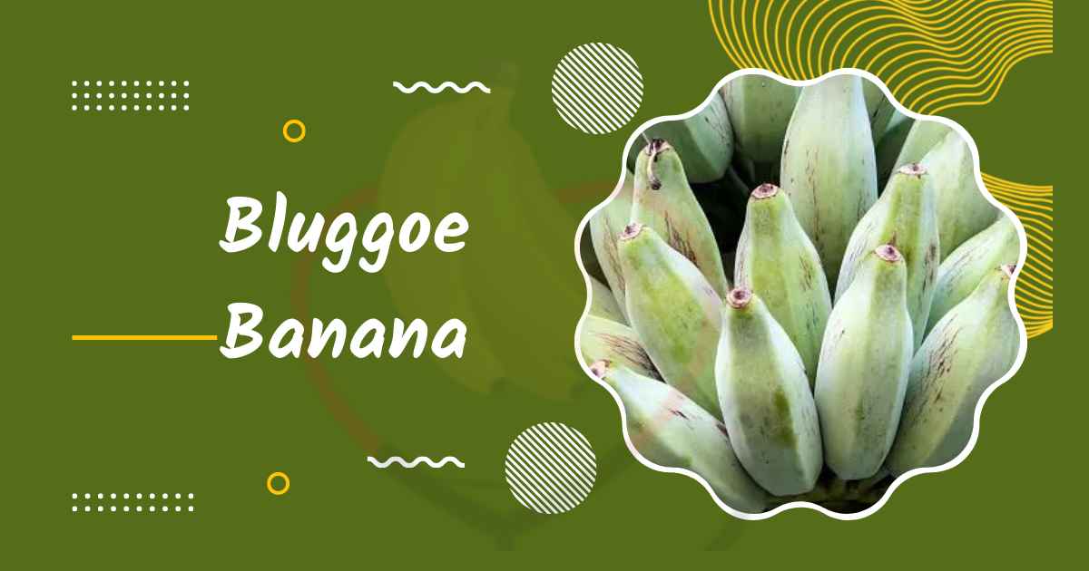 Image showing Bluggoe Banana