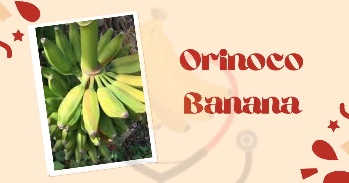 Image showing Orinoco Banana