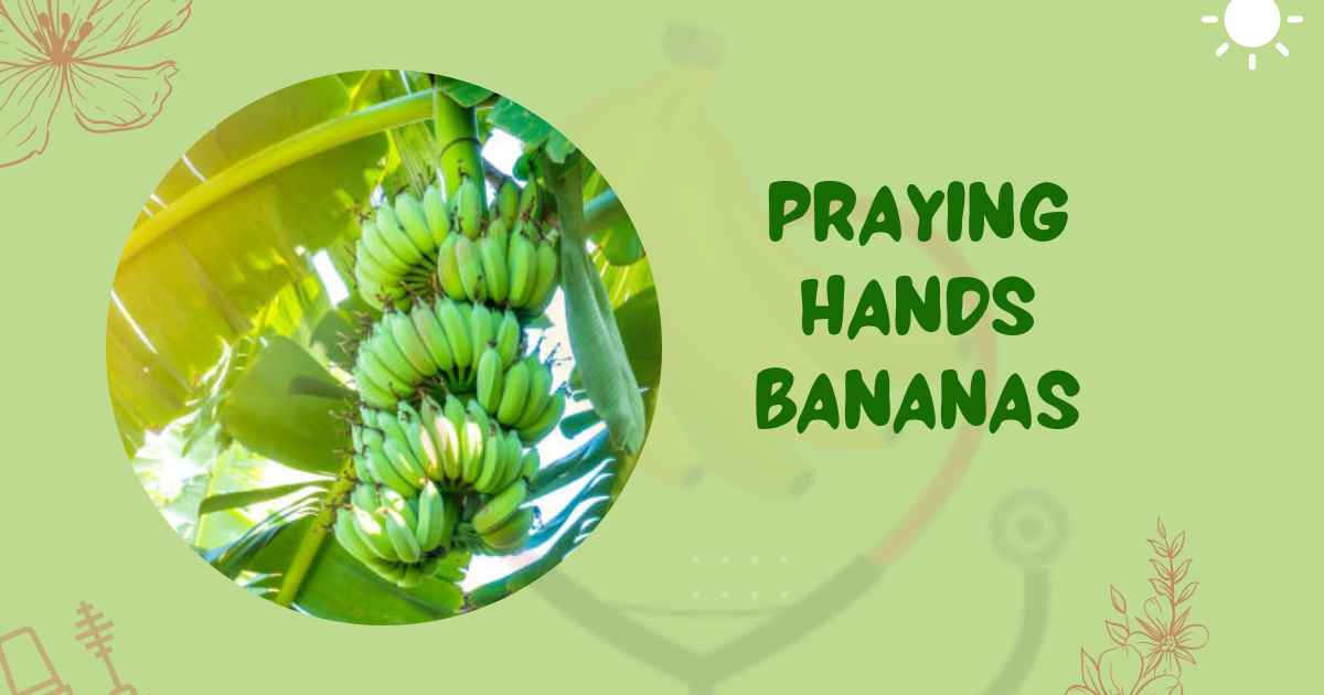 Image showing Praying Hands Bananas