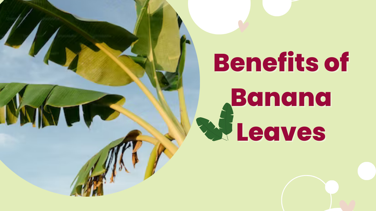 Image showing Benefits of banana leaf