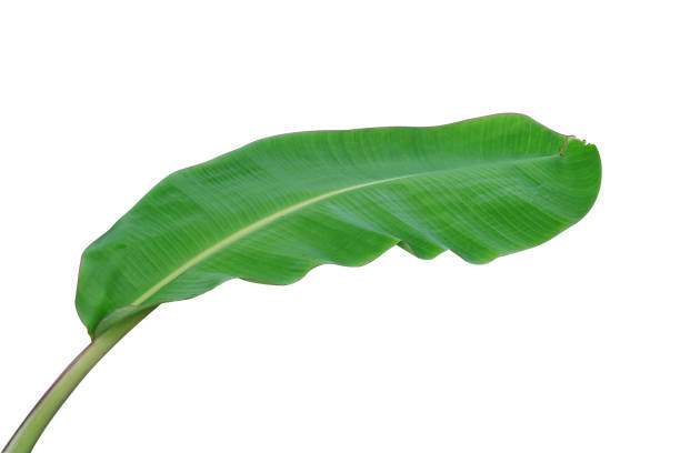 Image showing the Banana Leaf