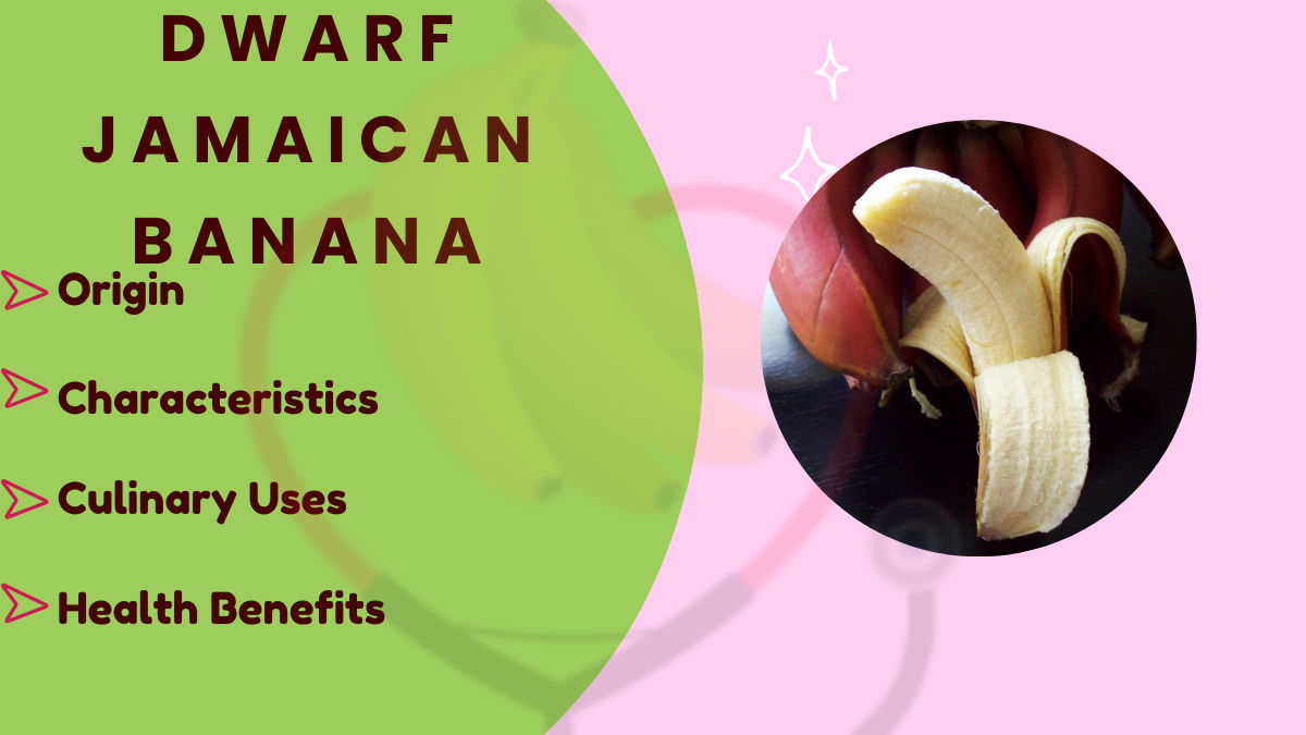 Image showing the Dwarf Jamaican Banana