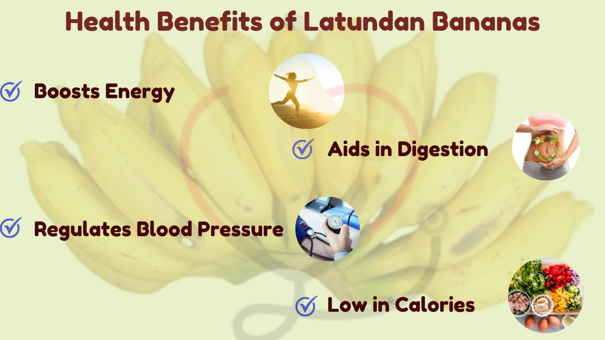 Image showing the Health Benefits of Latundan Bananas