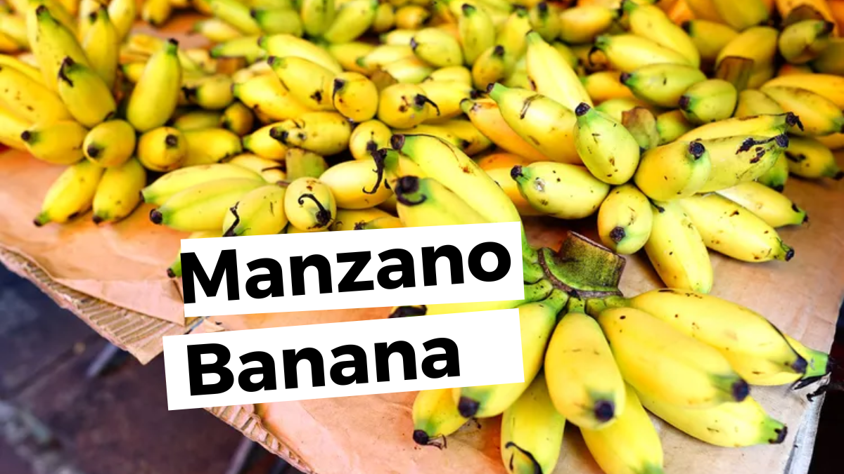 Image showing the Manzano Banana