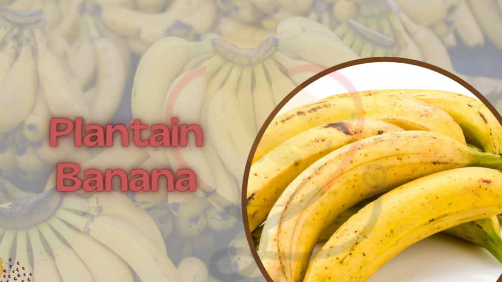 Plantain Banana Characteristics, Nutrition, Amazing Benefits & Uses
