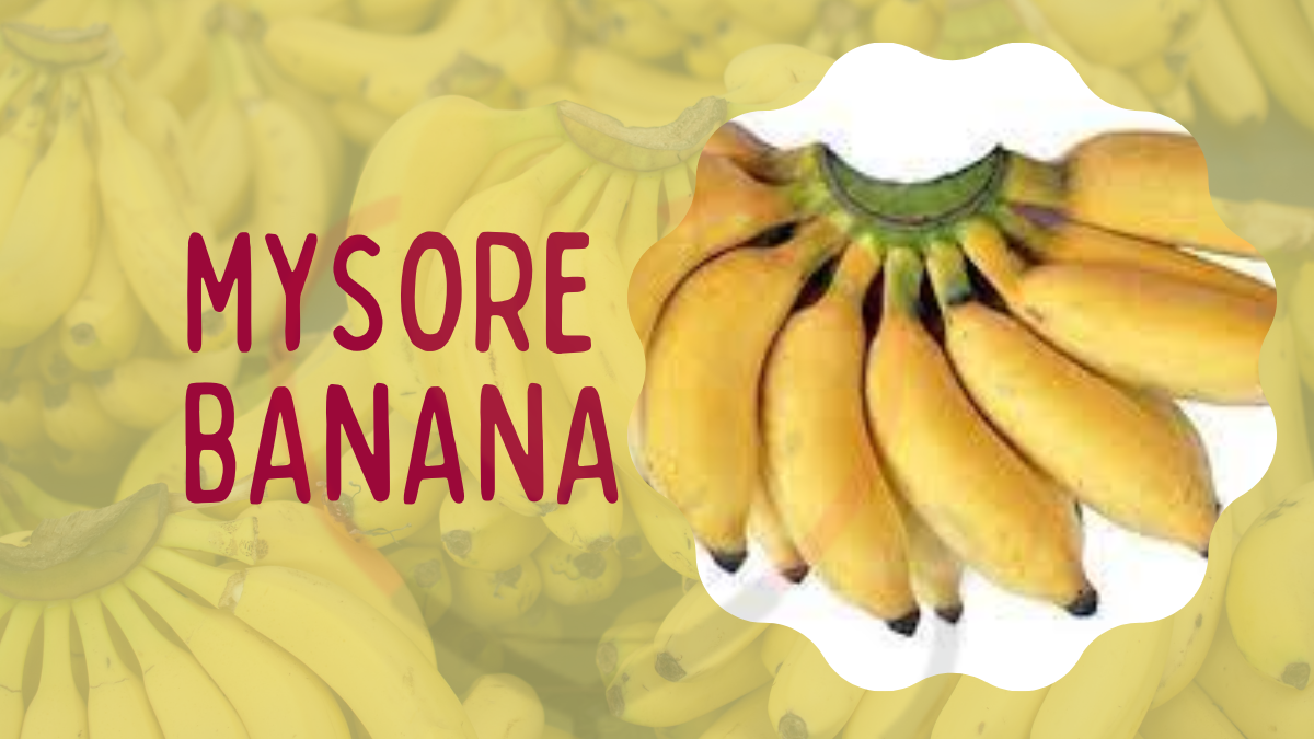 Image showing the Mysore Banana-Variety of Banana