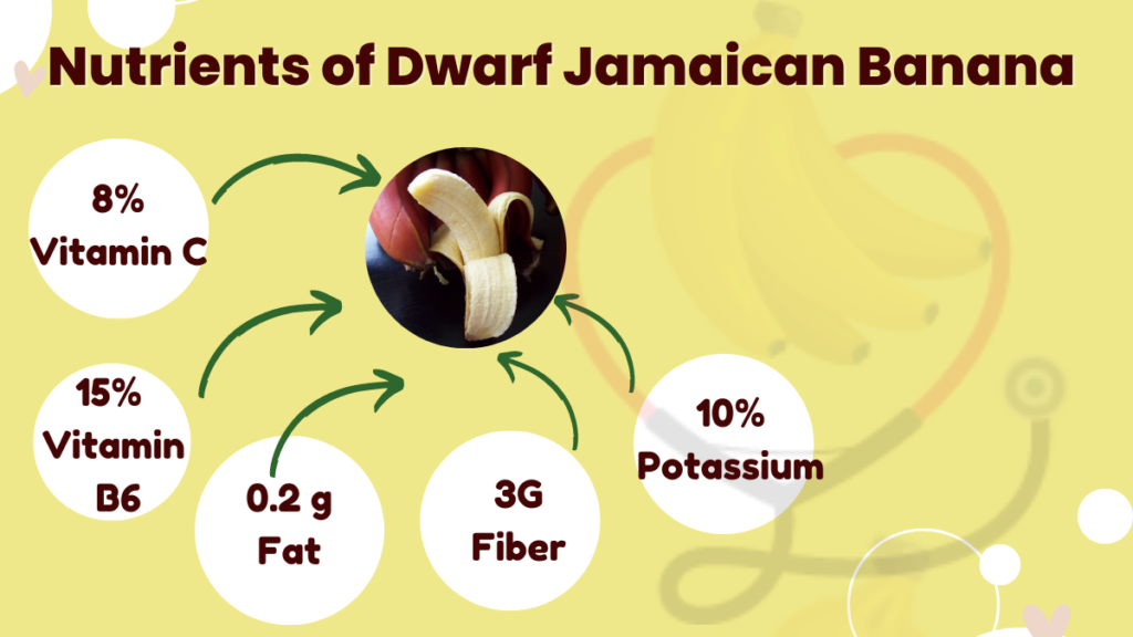 Dwarf Jamaican Banana Origin, Characteristics, Nutrition, & Amazing Benefits Banana Dose
