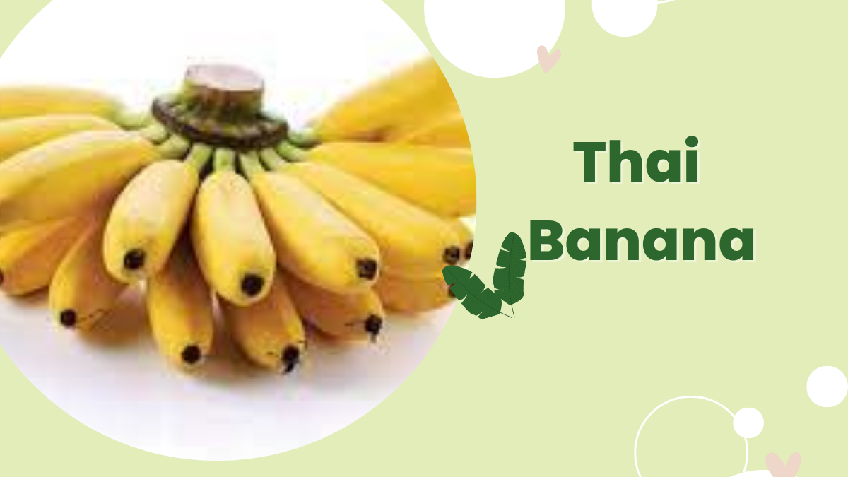 Image showing the Thai banana