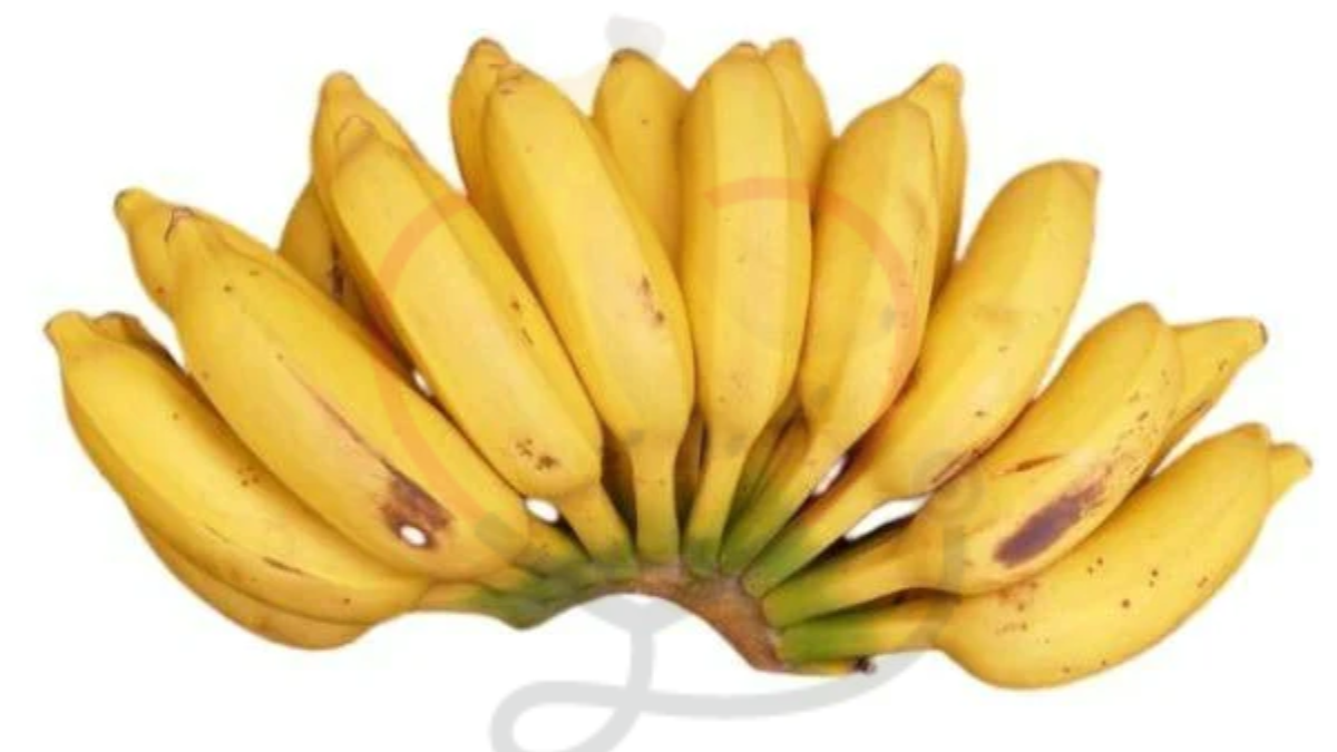 Image showing the Latundan Banana- Variety of Banana