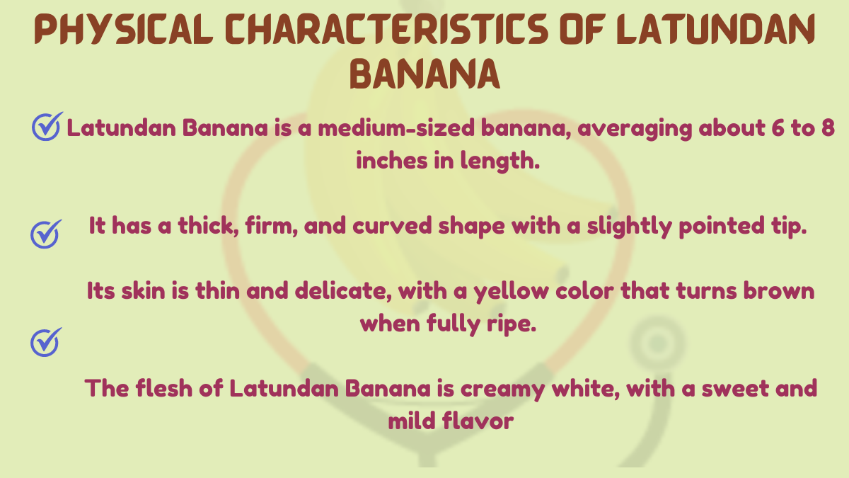 Image showing the Physical Characteristics of Latundan Banana