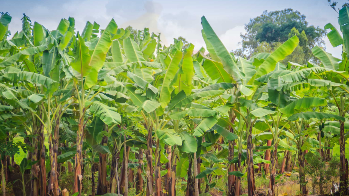 Image showing the Caring for Banana Trees