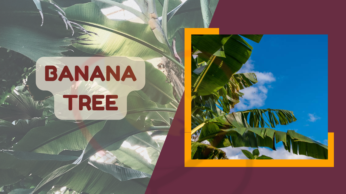 Image showing the Banana Tree