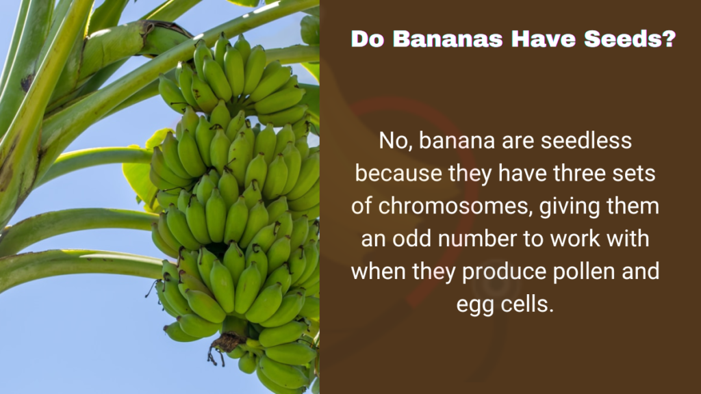 How do Bananas Reproduce Without Seeds? Banana Dose