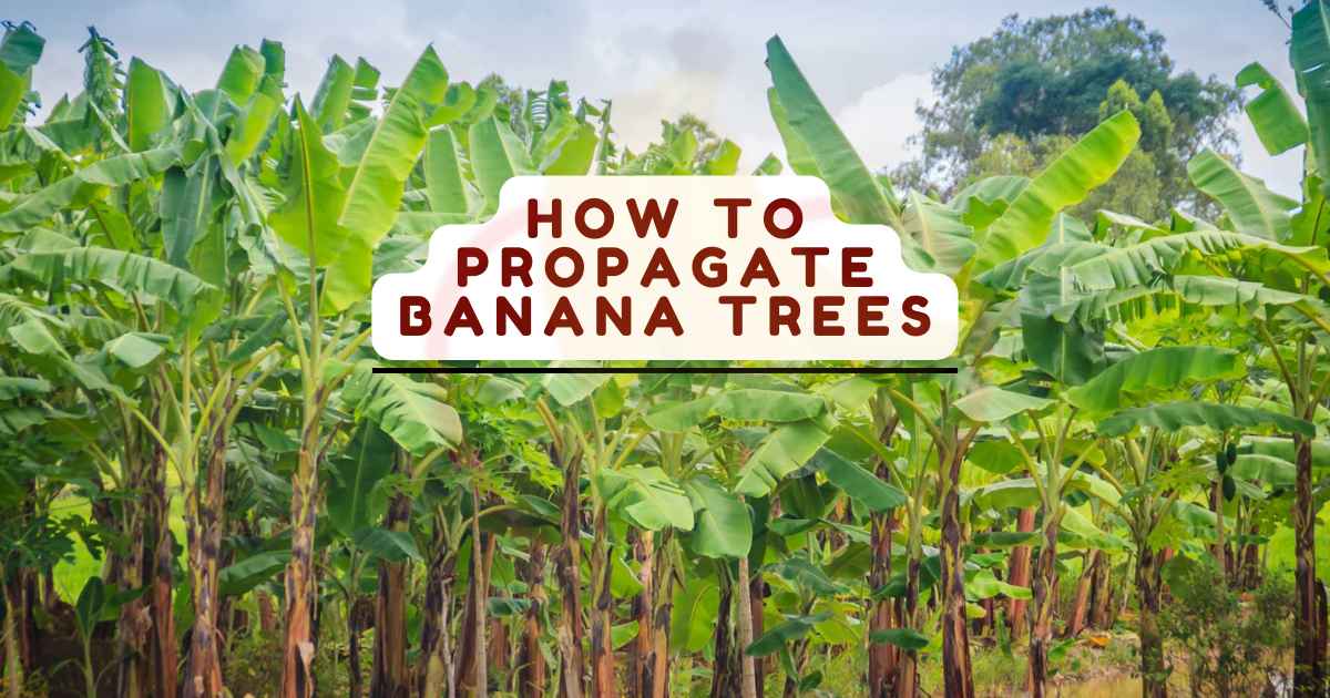 Image showing the How to propagate banana trees